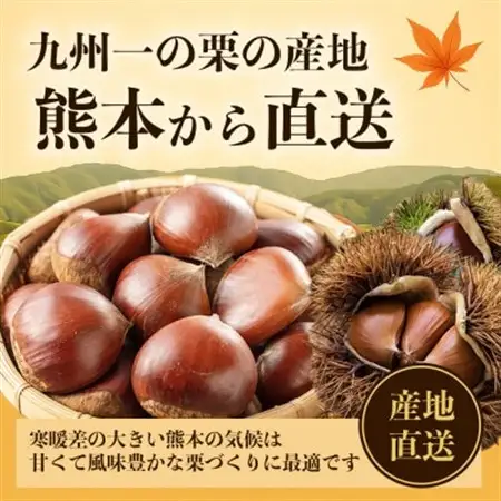 【先行予約】 熊本県産 秋の味覚 旬の生栗 大粒栗  2L以上 約2kg (益城町)【配送不可地域：離島】【1687206】
