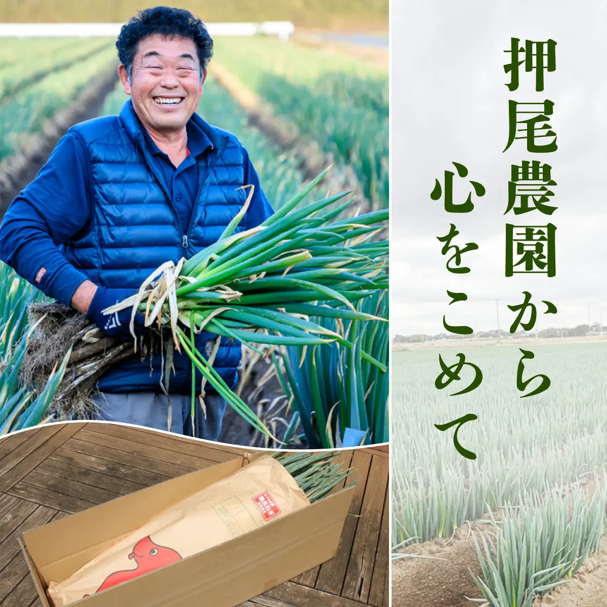【先行予約】【山武市限定栽培】泥ネギでドドンと配送！ミネラル豊富で甘みたっぷりの「海水ネギ」７kg以上 / 地元の道の駅オライはすぬまで大人気の農家から直送! 【発送期間2026年12月から2027年2月】 SMCW002