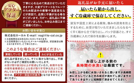 栃木いちごとちあいか4パック