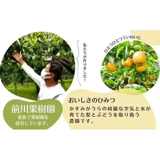 【2026年先行予約】 梨 豊水 5kg （茨城県共通返礼品・かすみがうら市産） ／ 梨 なし 果物 フルーツ 先行予約 豊水 5kg