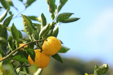 日向へべすシロップ(2本入り)