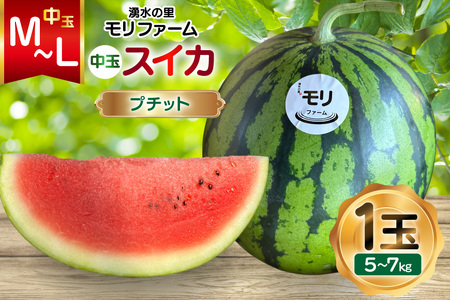 AJ459 【令和9年度出荷分】 湧水の里 モリファーム 中玉スイカ プチット M～L 5～7kg 1玉