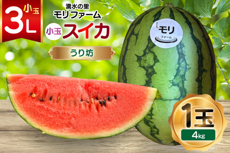 AJ460 【令和9年度出荷分】 湧水の里 モリファーム 小玉スイカ うり坊 3L 4kg 1玉