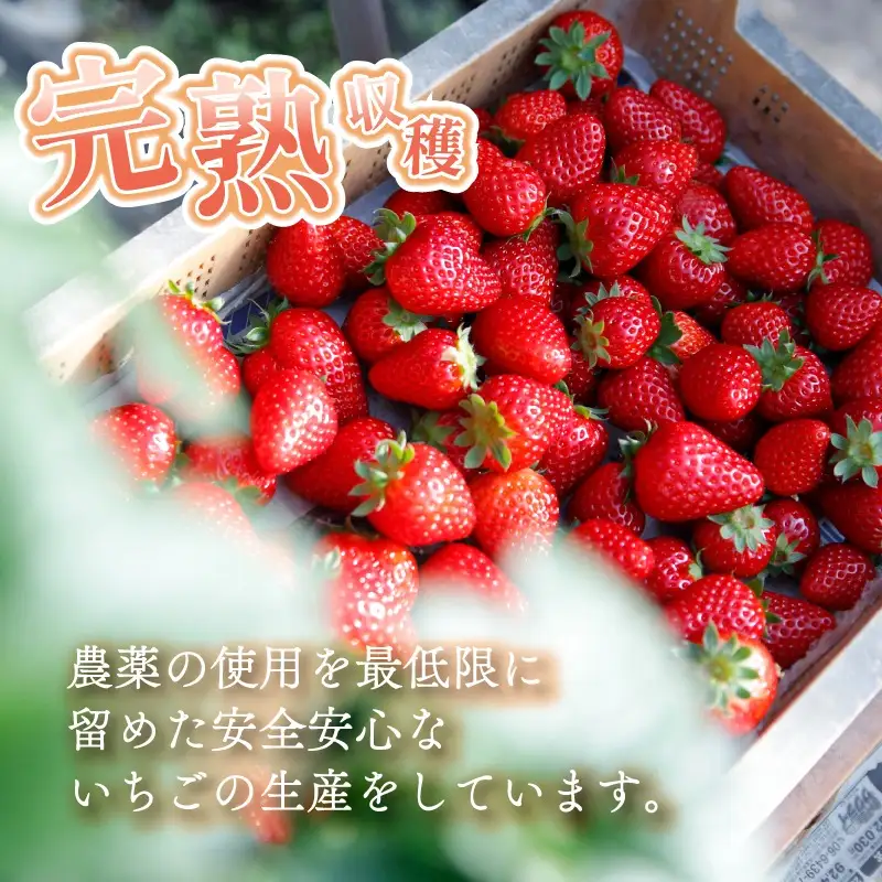 古都華 ゆりかーご 2パック 約540g(270g×2pc)　10-268