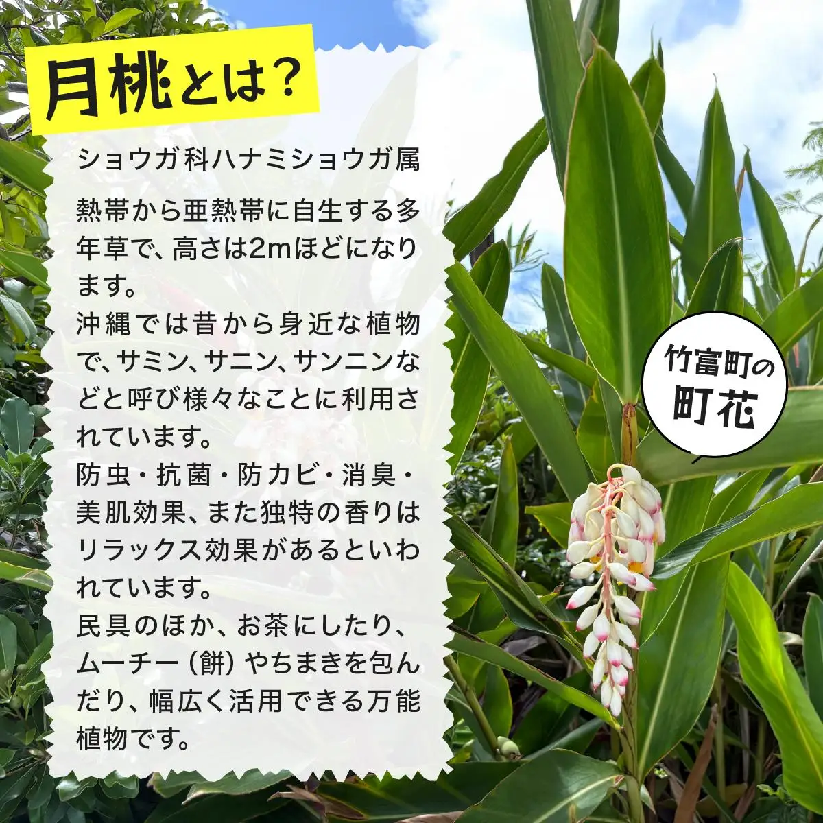 月桃かご編みバッグ(小)