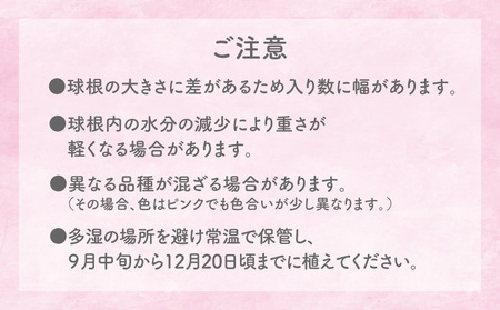 【 先行受付 】 フリージア 球根 （ ピンク ） 1kg C076-002-02 花 植物