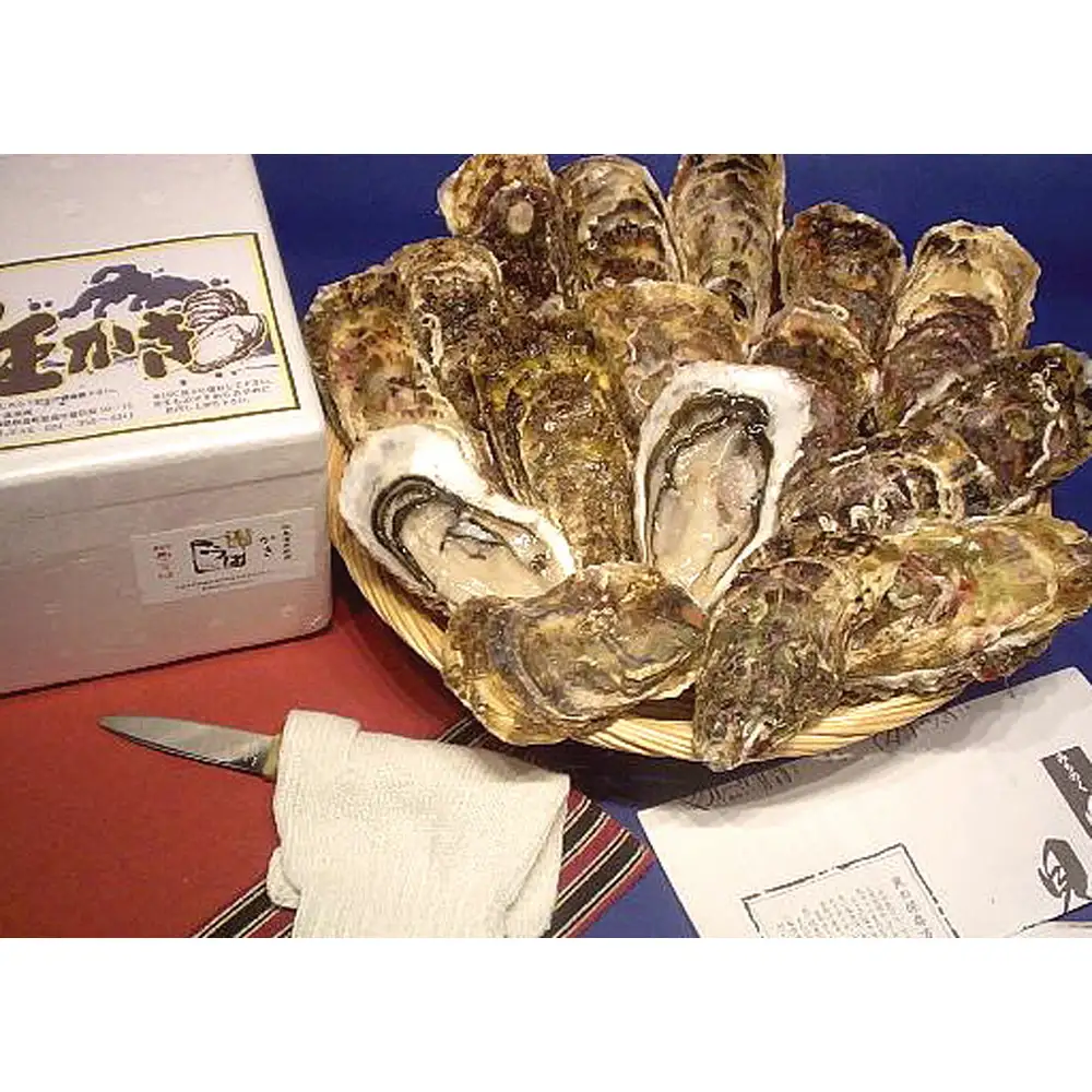 殻付き牡蠣20個＋オイスターナイフ ／ カキ 貝 殻付き 松島湾 海産物 牡蠣セット オイスターナイフ 新鮮 宮城県 特産品 No.181