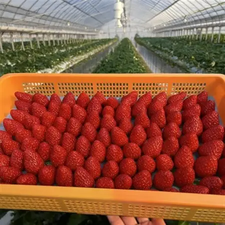 いちご　古都華・ことか 1パック(8～15粒入り)【配送不可地域：離島・北海道・沖縄県・東北】【1605677】