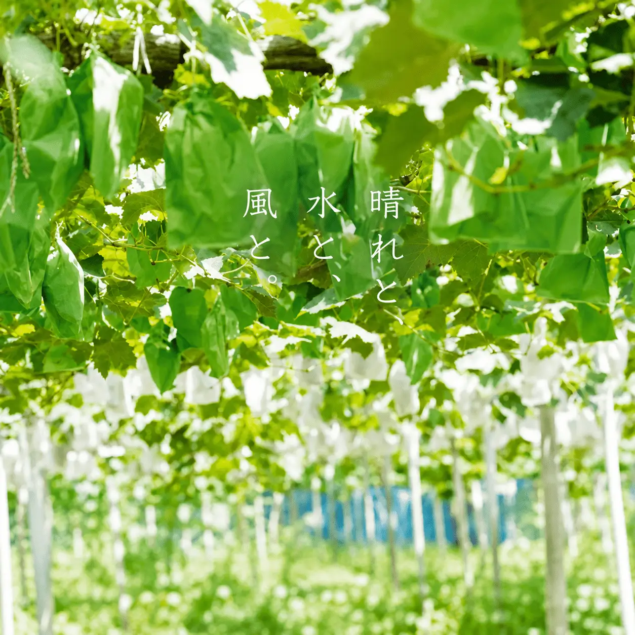 ぶどう 岡山県産 厳選ぶどう悟紅玉1kg以上2房  【kgftmt006-02】