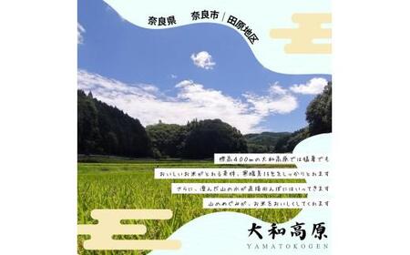 米 こしひかり5kg ykj01