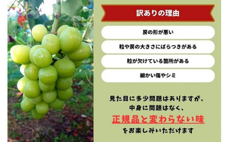 【訳あり】 シャインマスカット 岡山県産ぶどう 訳ありシャインマスカット1.6kg以上（2～3房） 【kgftmt015-02】