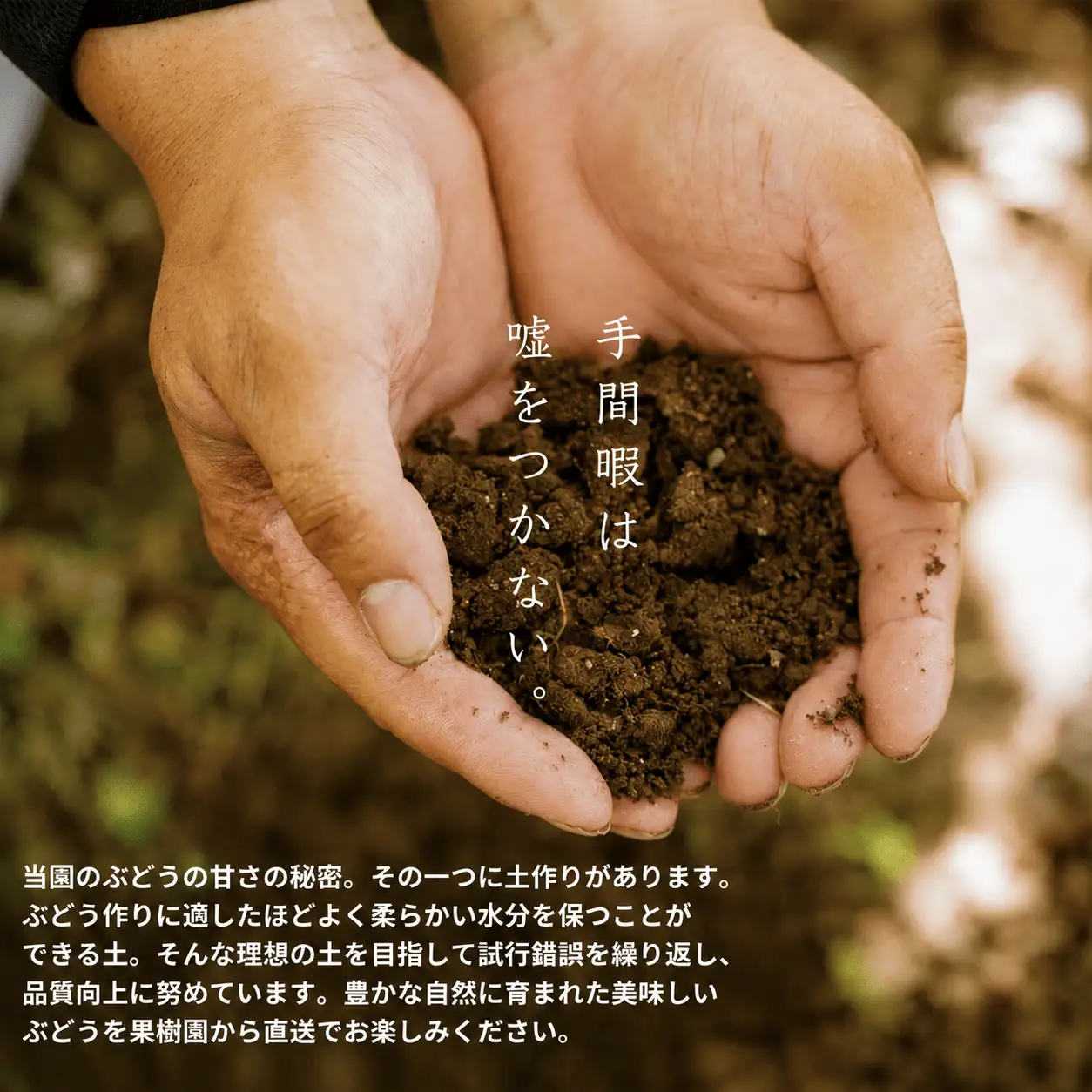 【訳あり】 ピオーネ 岡山県産ぶどう 訳ありピオーネ1.0kg以上（2房） 【kgftmt017-02】