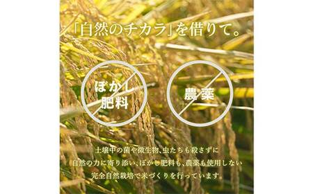 令和7年 足利市産 のりちゃん米 もち米 (きぬはなもち) 1kg＜栽培期間中 農薬・肥料不使用＞ 餅 もち 米 こめ 食品 農家 限定 2025年 年末 正月 新年 贈答 贈り物 ギフト プレゼント 家庭 自宅 栃木県 足利市 F7Z-1719