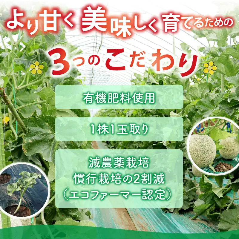 【先行予約】メロン 若猪野アールスメロン 1.7kg以上 1玉 箱入り  [A-011013] 