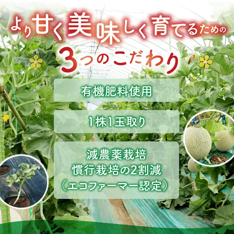 【先行予約】メロン 若猪野アールスメロン 2kg以上 3玉 箱入り[A-011015]