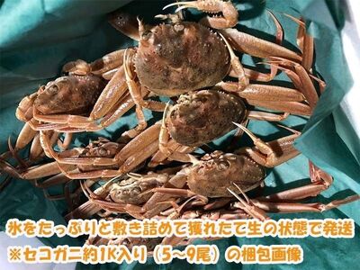【1月～3月発送】【訳あり】冷蔵便　生セコガニ　約1kg（5～9尾入）1079005
