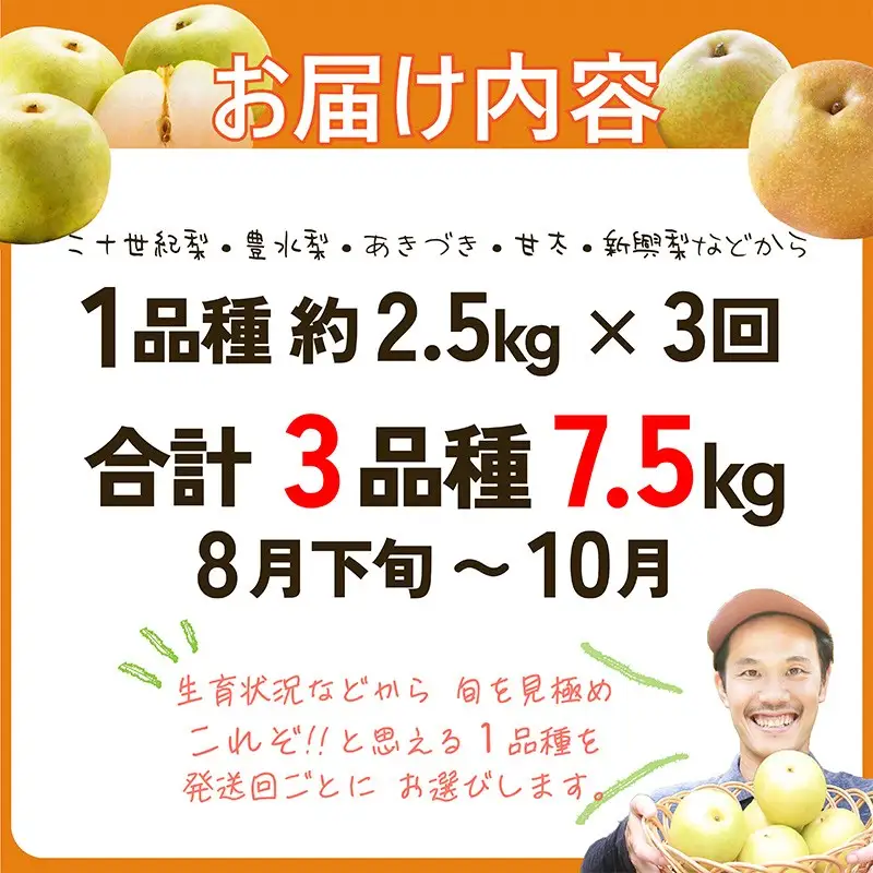 梨 定期便 計3品種 京丹後市｜フルーツ梨