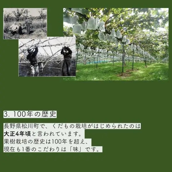 TK27 冷凍スムージー もみもみグレープ 100g×5個 // 長野県 南信州 ぶどう ナガノパープル クインルージュ グレープ スムージー 無添加 無加糖 朝食 おやつ アイス