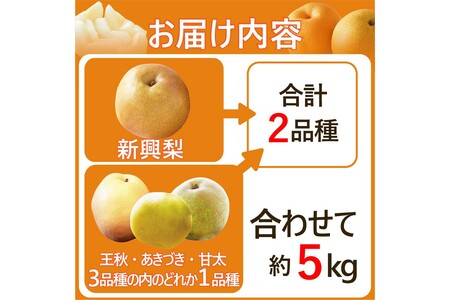 【先行予約】梨セット  5kg 新興と別品種｜京丹後市 梨