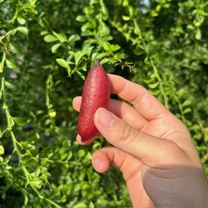 新感覚つぶつぶ食感！フィンガーライム　100ｇ（約7～14本）フルーツ 果物 国産 柑橘 フルーツキャビア 森のキャビア デザート 希少 鈴園 愛知県 常滑市