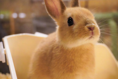 東京ドイツ村 入園チケット 1枚＋世界のふわもこ動物王国 1日入場引換券 3名様分 [0609]