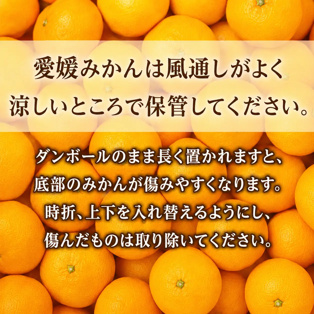 愛媛 みかん 5kg