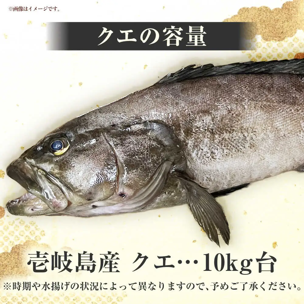 クエの出張解体ショー《壱岐市》【壱岐島 玄海屋】[JBS129]