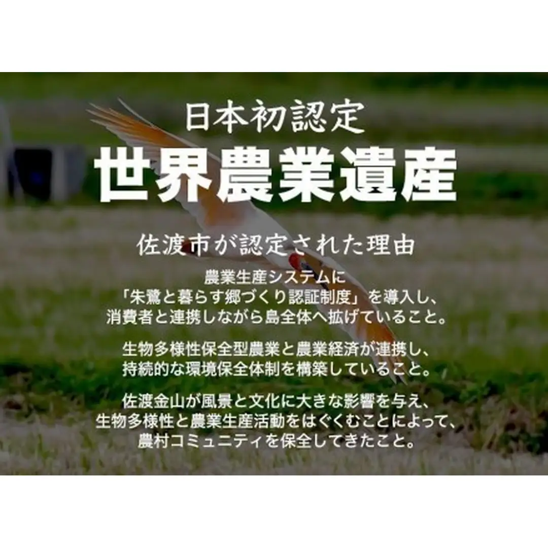 米 コシヒカリ 佐渡産 ( 5kg ) 米杜氏【令和7年米】