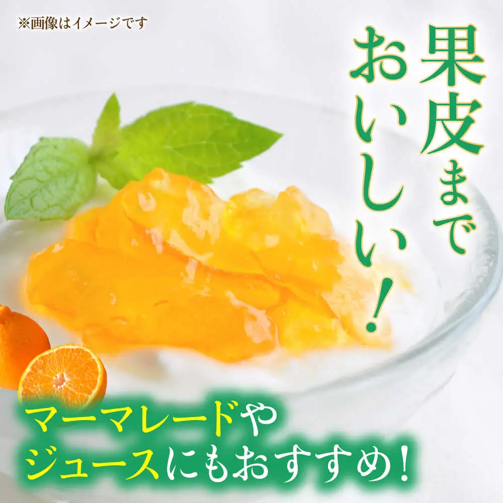 【先行予約】 不知火 約3kg 柑橘 みかん 蜜柑 熊本 フルーツ 果物 【日本フルーツ株式会社】[ZFJ035]