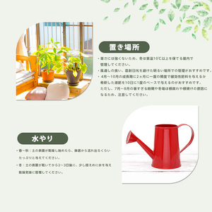 【観葉植物】コーヒーの木 80cm～100cm Green Farm M IB075-029 ※北海道・沖縄・離島配送不可