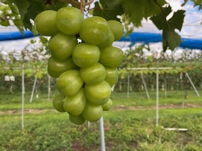【2026年先行予約】信州伊那産ぶどう３種食べ比べセット（約1.5kg）シャインマスカット クイーンルージュ(R) 雄宝 【021-52】