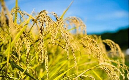 令和７年産 南小国町産のお米あきげしき ４kg 南小国産 精米 玄米 米 白米 お米 ご飯 産地直送 SMO南小国 熊本 阿蘇 南小国町 送料無料