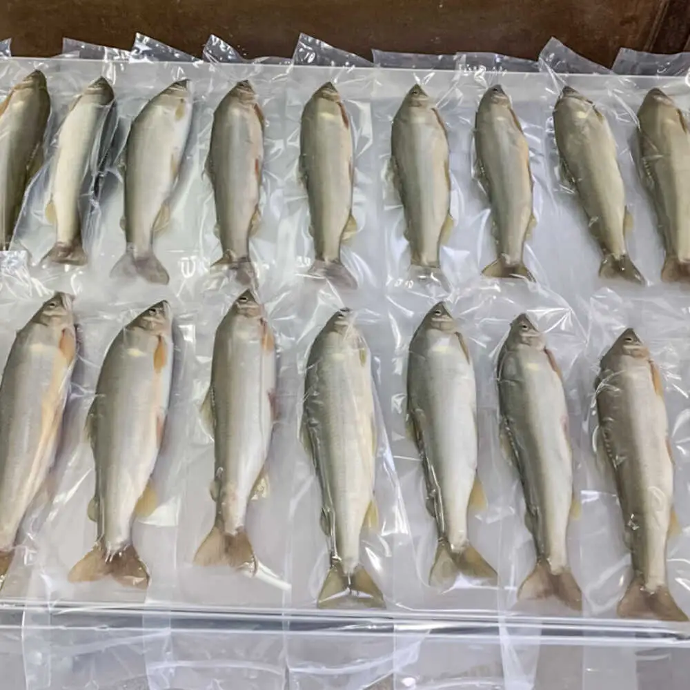 日田産天然鮎(冷凍)1kg　日田市 / 日田漁業協同組合 魚 あゆ アユ[ARFJ002]