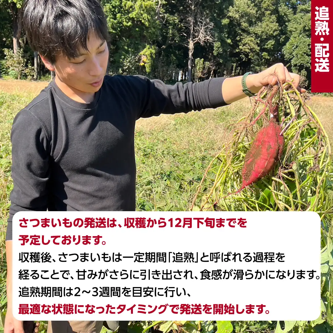 茨城県産 紅はるか 約5kg  土付き 無選別 ＜先行予約│2026年12月より追熟が完了しだい順次発送開始＞熟成 さつまいも 訳あり 野菜 焼き芋 干し芋 無農薬