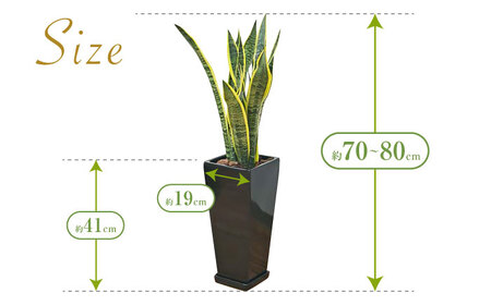 観葉植物 サンスベリア ローレンティ 7号 黒 陶器鉢植え 75cm ロングスクエア/サンスベリア 鉢植え 観葉 植物 インテリア おしゃれ プレゼント/大村市/琴花園[ACYK045]