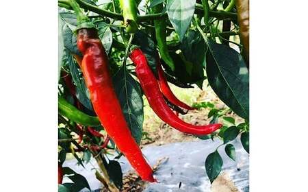 《無農薬栽培唐辛子使用》旨辛せんべい『こころ辛（から）』6袋セット 【思いやり型返礼品】就労継続支援Ａ型事業所支援品　010-G-BK009