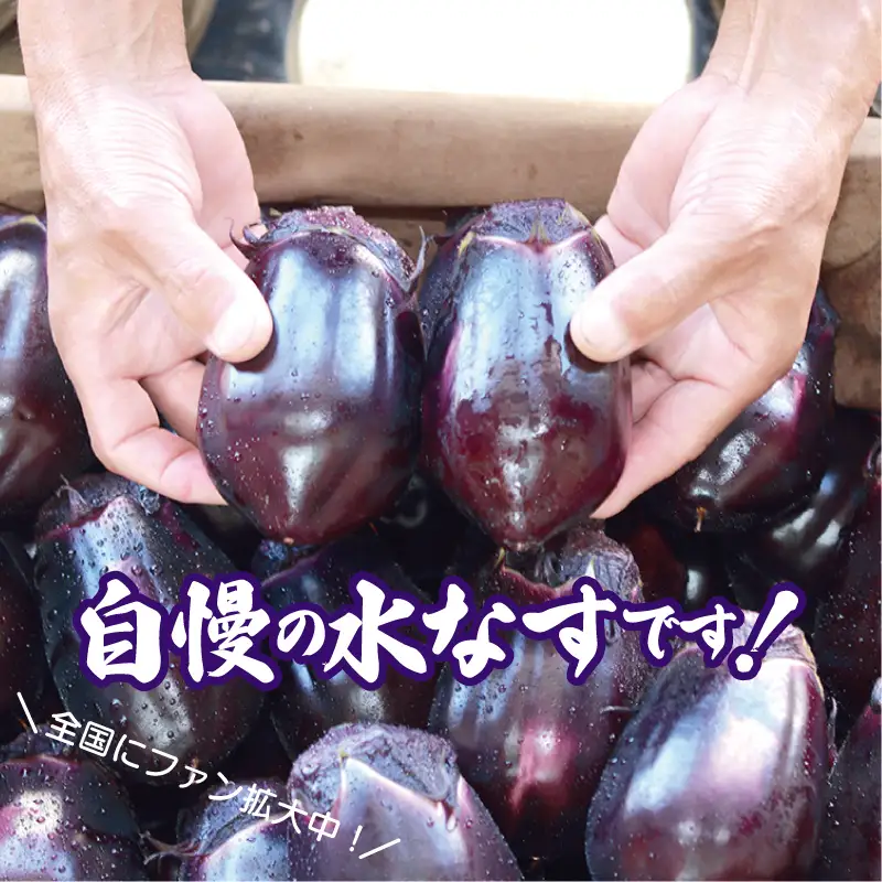 【先行予約】泉州 泉佐野市産 ハウス水なす 6個