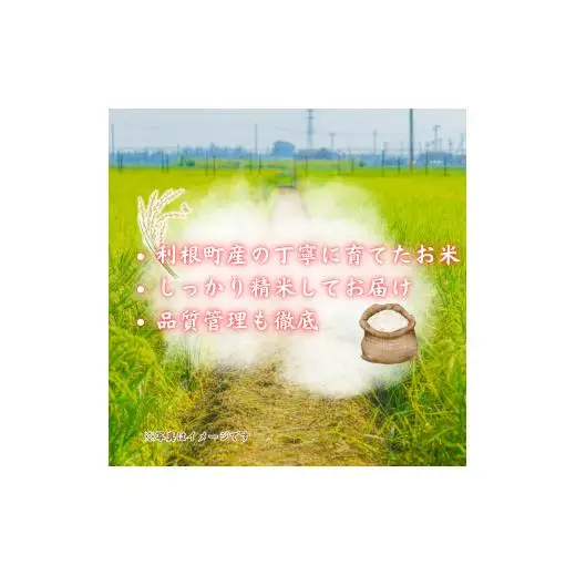 モチモチふっくら「ミルキークイーン」精米5kg ／ 米 こめ コメ お米 ご飯 ごはん ミルキークイーン 白米 精米 令和7年産 5kg 利根町 送料無料