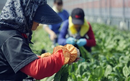 旬の野菜の詰め合わせと栽培期間中 農薬不使用の生姜100g付き 詰め合わせ 野菜セット 野菜 ギフト やさいセット お取り寄せグルメ 家庭用 旬野菜 新鮮 特産 農薬不要 食材
