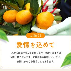 早生 有田みかん10kg (大玉）2L～ ※2026年11月～2027年1月中旬順に順次発送予定 【tkn004-wr-l-10-12A】