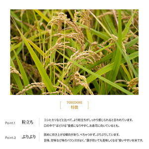 【真空パック】令和7年産 新米 鳥取県産きぬむすめ 米 キヌムスメ 20kg 返礼品 米 お米 おこめ こめ 真空パック包装 備蓄 防災 長期保存 単一原料米 ローリングストック 鳥取県日野町