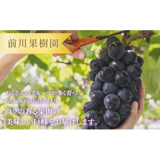 《訳あり》巨峰　1.4kg（茨城県共通返礼品・かすみがうら市産） ／ 巨峰 きょほう キョホウ 葡萄 ぶどう ブドウ 果物 くだもの フルーツ 訳あり 訳アリ 規格外 家庭用 1.4kg 産地直送 産直 茨城県 利根町