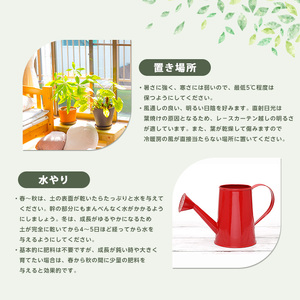2026年4月上旬～発送【観葉植物】ブレクナム・シルバーレディー 50cm～70cm  (JAいぶすき/IB165-020)  植物 グリーン シダ おしゃれ インテリア 室内 インテリアグリーン ※北海道・沖縄・離島配送不可※