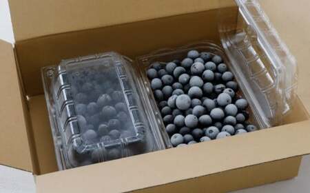冷凍 ブルーベリー 大粒 1kg (500g×2パック) 5種類ミックス | 国産 愛媛県 久万高原町 農園直送 栽培期間中 農薬不使用 果実 フルーツ 果物 くだもの 朝食 ヨーグルト スムージー ビタミンC 食物繊維 長期保存 ※2026年8月上旬頃より順次発送予定