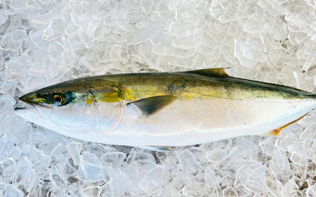 【五島列島直送】 養殖はまち 一本もの（約4.5kg）【有福水産】[RBV008]