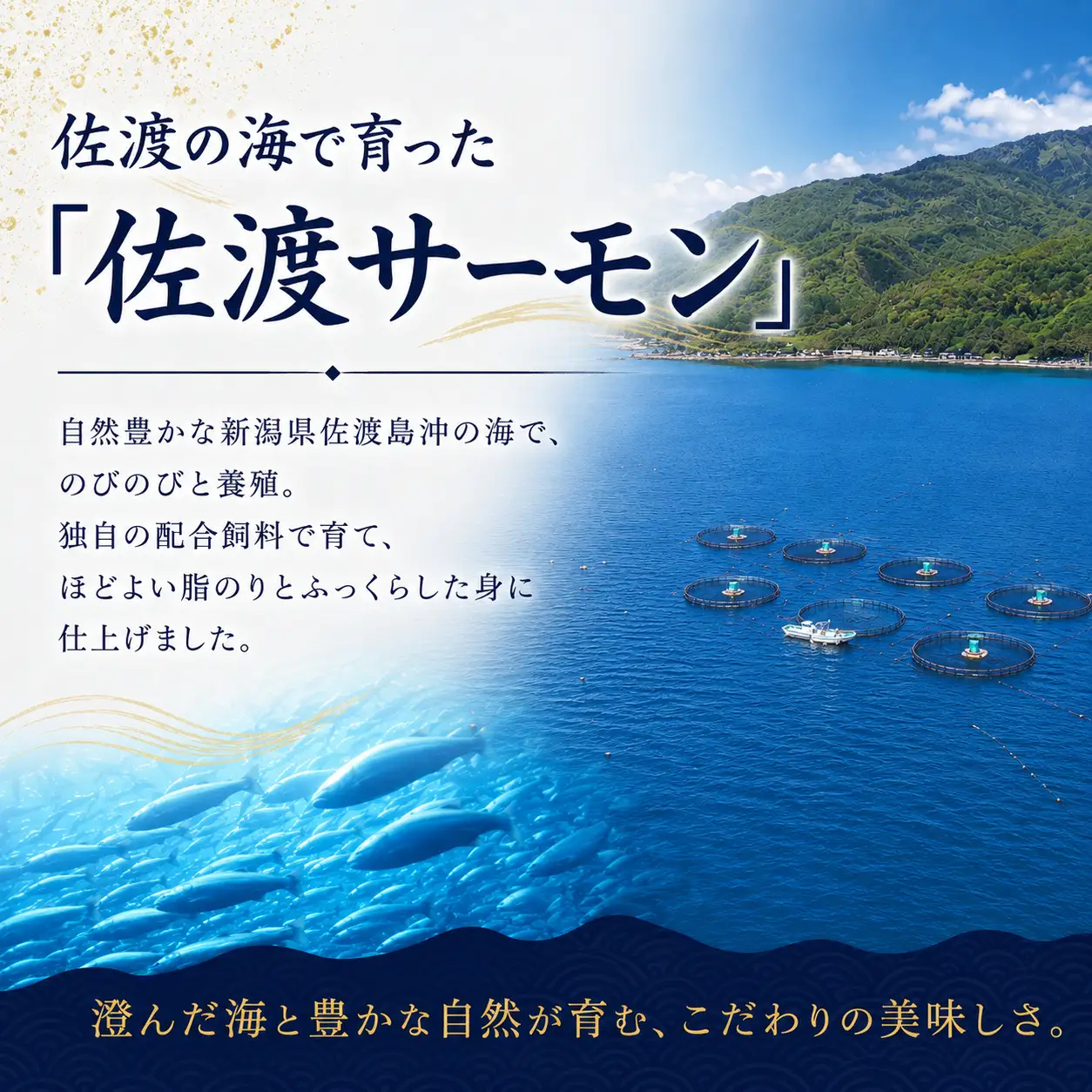 佐渡サーモン 塩鮭切身 約1.5kg 真空包装 国産銀鮭 | 新潟県 佐渡市 サーモン