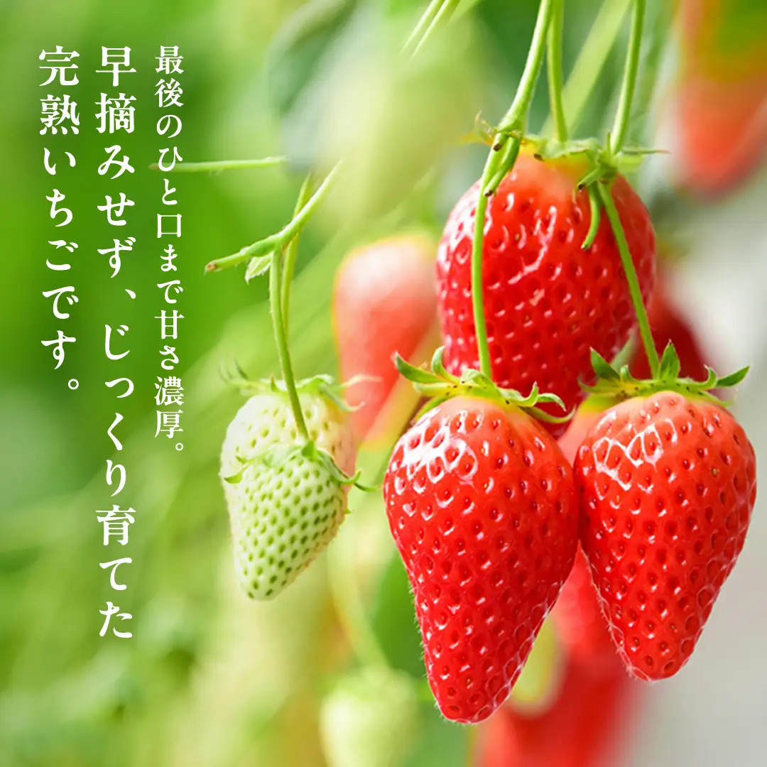 【12月&1月】 全2回 定期便 採れたて完熟いちご 260g×2パック×2回 2ヶ月 かおり野 とちおとめ やよいひめ 国産 イチゴ 苺 年内 年末 年始 [BC092sa]