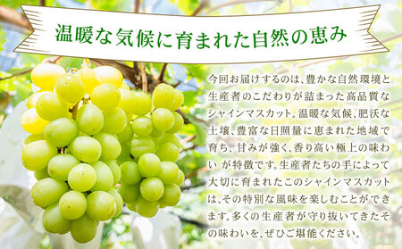 【先行予約】シャインマスカット 秀品 約1.2kg(2-5房) 日本フルーツ