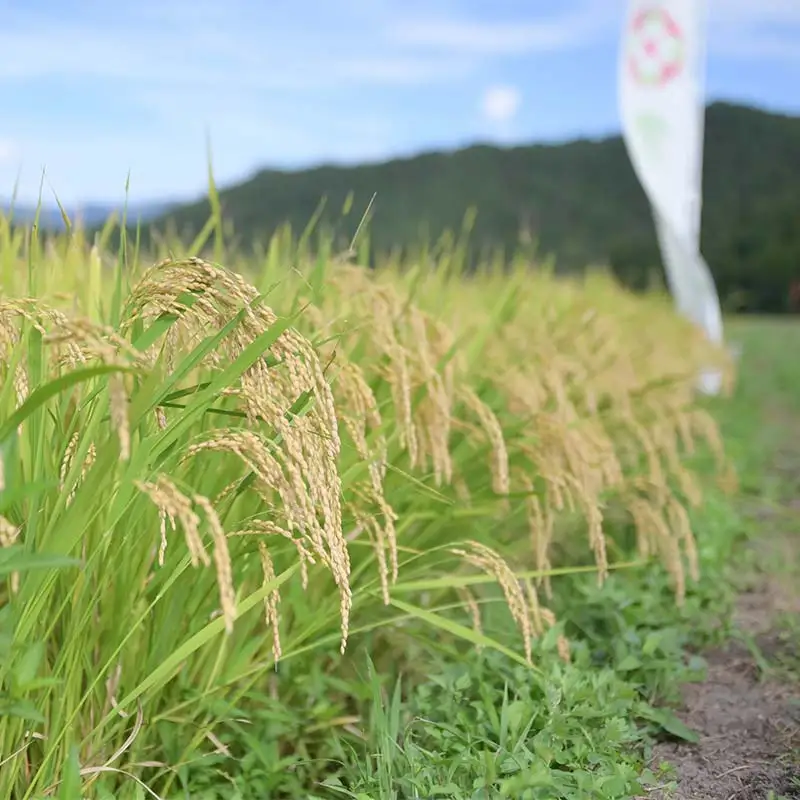 ≪新米先行予約≫【定期便6回】令和8年度 山形県産 雪若丸 10kg(5kg×2)×6回 合計60kg 精米 お米 米 ご飯 ごはん 白米 新米 ブランド米 銘柄米 ゆきわかまる 国産 単一原料米 単一米 コスパ 10キロ 贈答 贈り物 ギフト プレゼント 自宅 家庭 山形県 戸沢村 F7W-0401