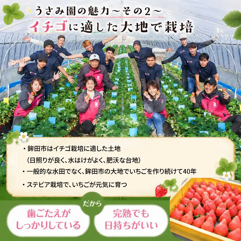 【2月~3月発送】畑のいちご やよいひめ 4パック いちご